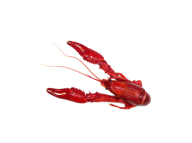 crayfish