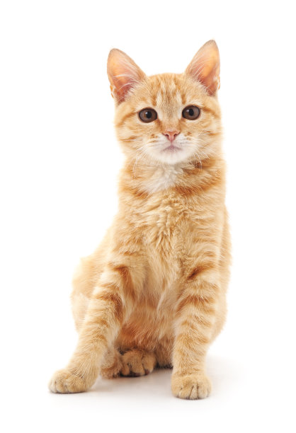 斑纹猫