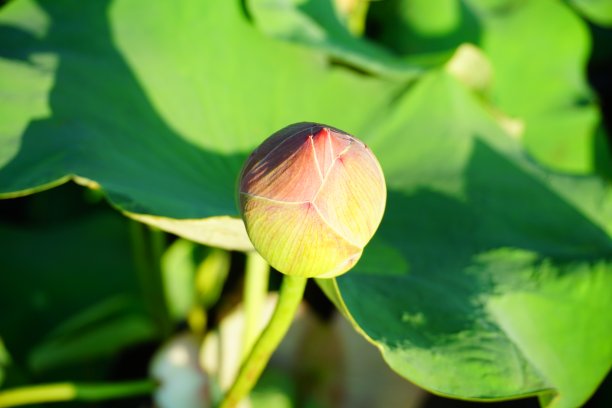 莲花花苞