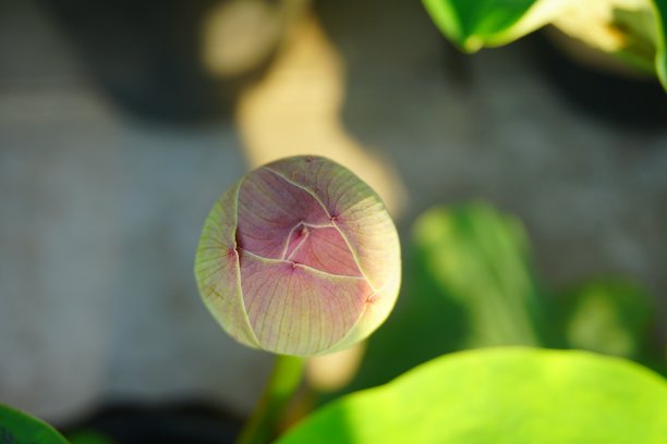 粉红荷花花苞