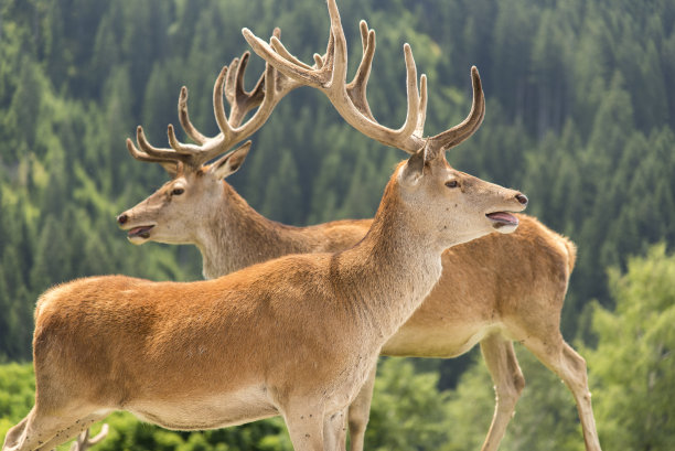 cervus