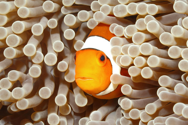 anemonefish