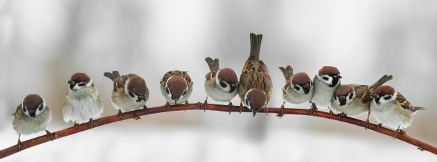 sparrow
