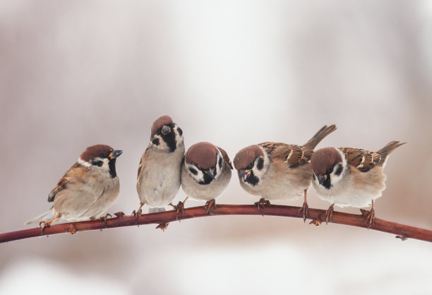 sparrow