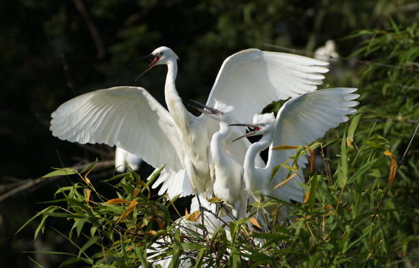 egret