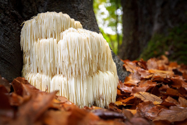 toadstool