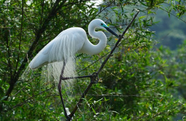 egret