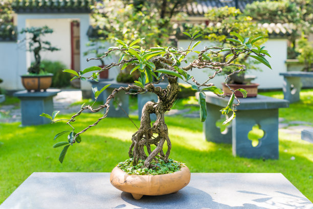 bonsai