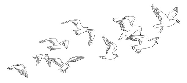 laridae