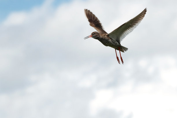 常见的红脚鹬鸟