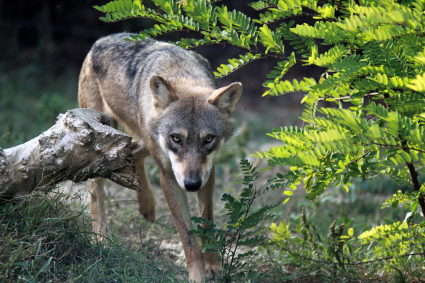 wolf