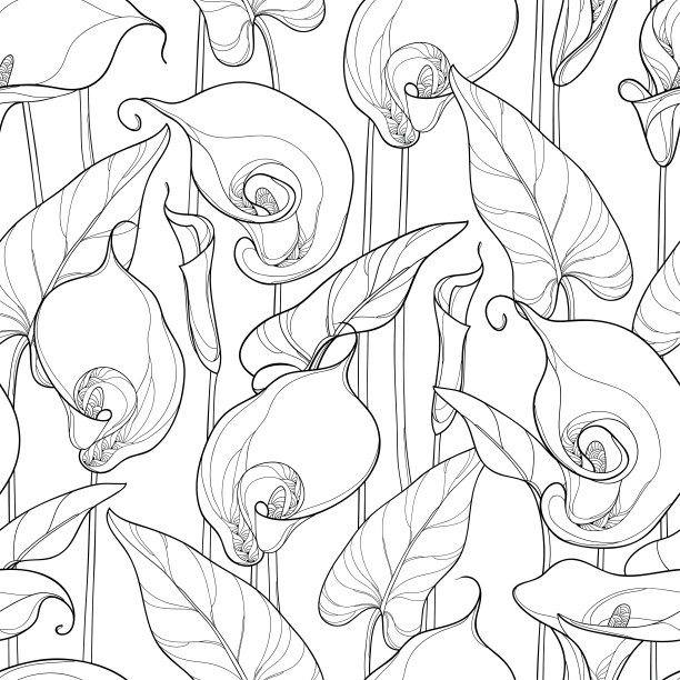 zantedeschia