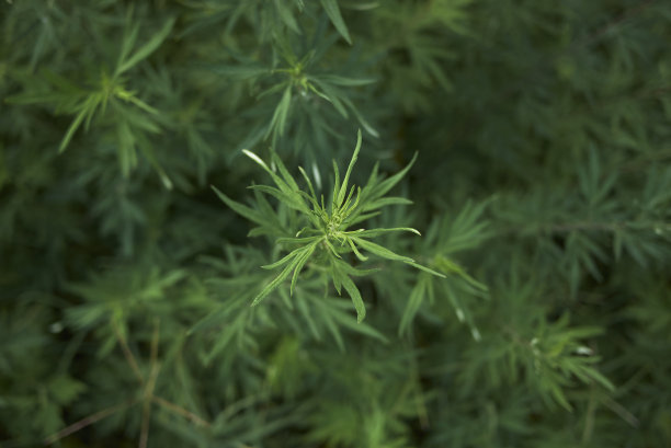 mugwort