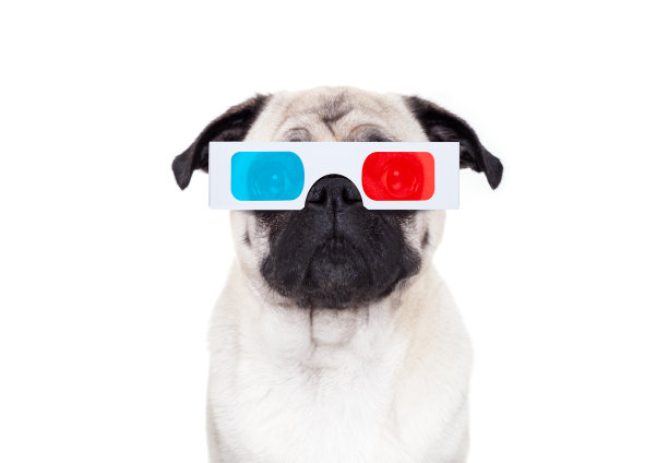 pug