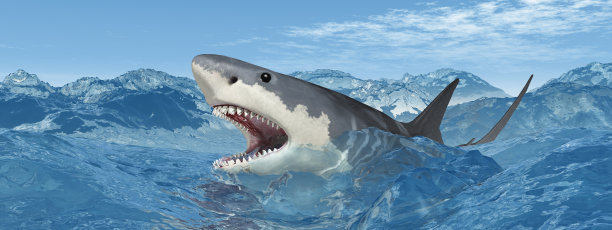 shark
