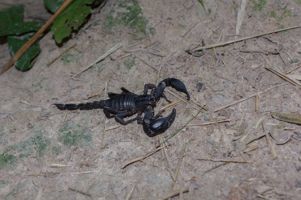scorpio