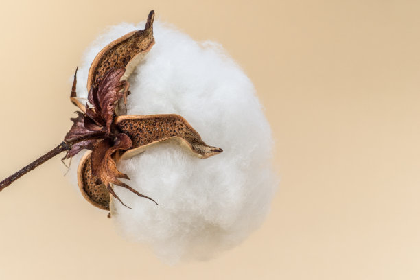 cotton