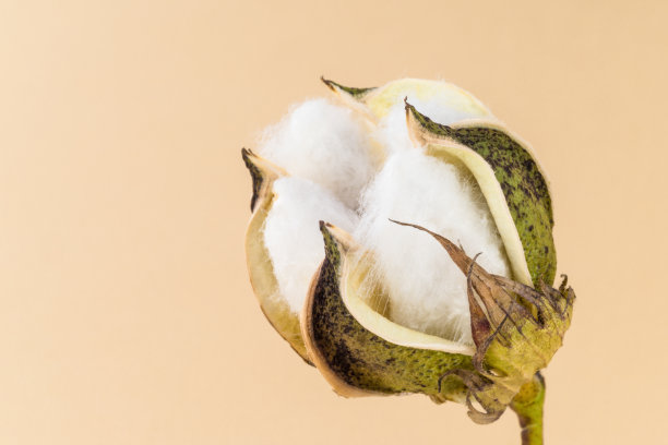 cotton