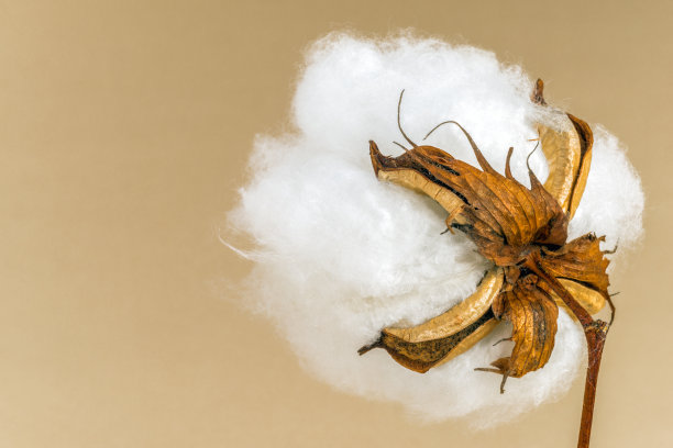 cotton