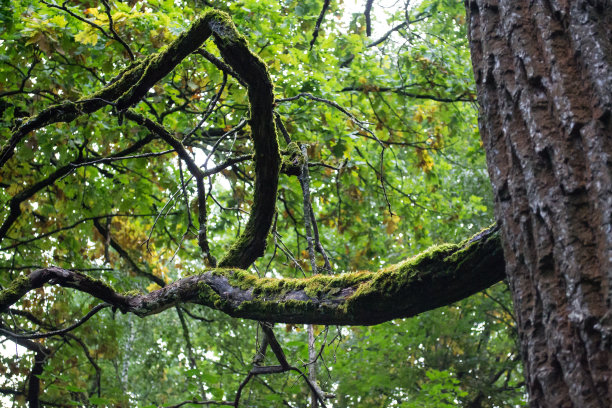 branches