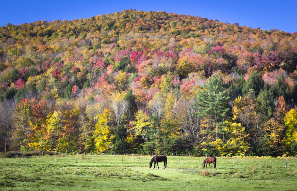 stowe