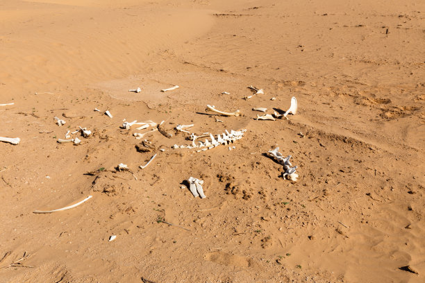 skeleton