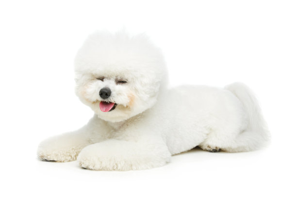 比熊犬