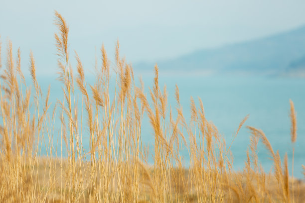 reed