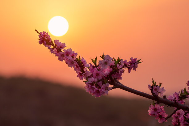 桃花,夕阳