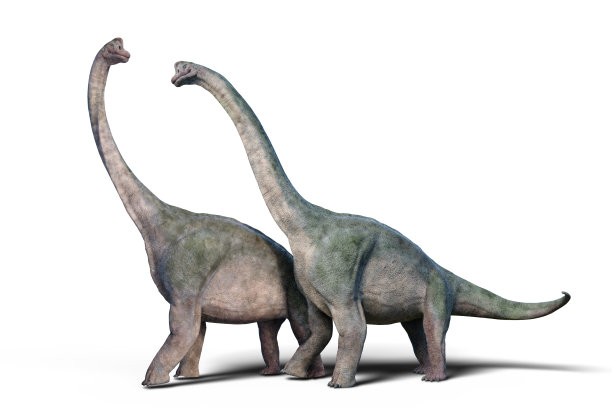 蜥脚类恐龙
