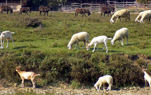 秋季田园田野一群羊