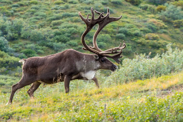 reindeer