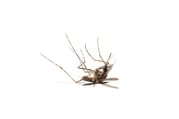 mosquito