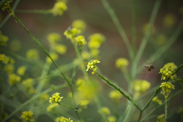 小蜜蜂,黄色野花,微距摄影