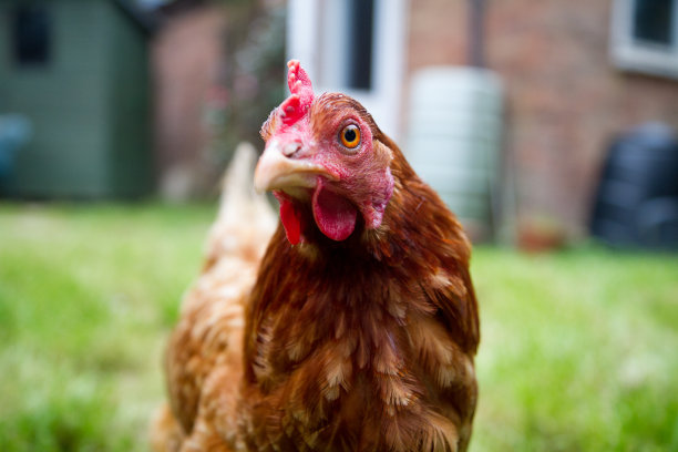 cock
