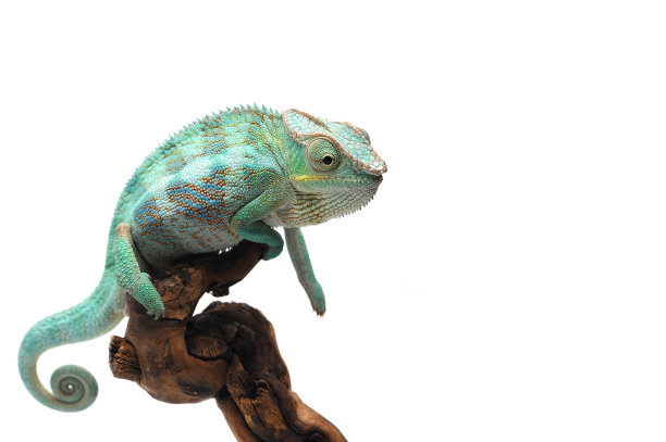 lizard