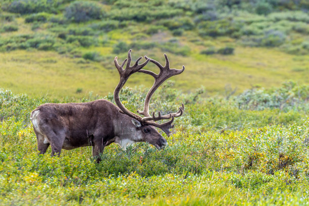 reindeer