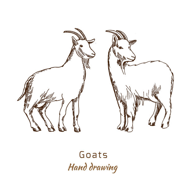 goat
