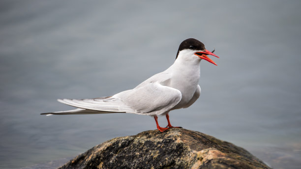 tern