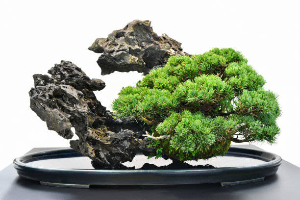 bonsai