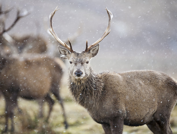 snow