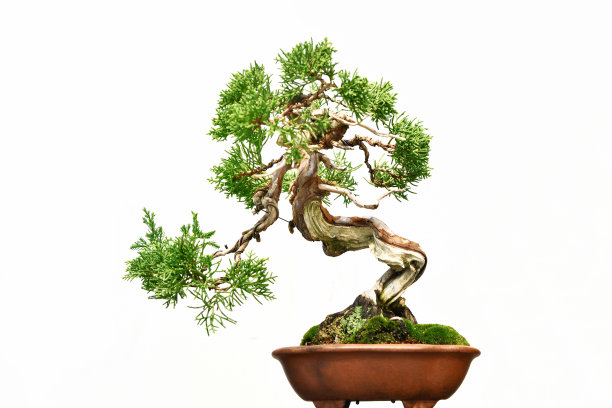 bonsai