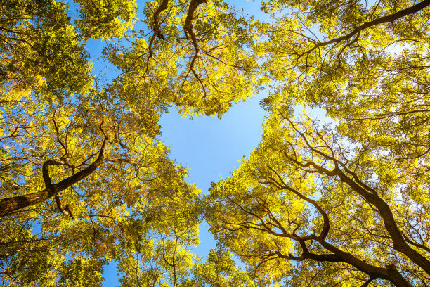 全国生态日背景