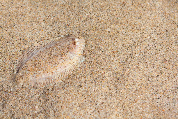plaice