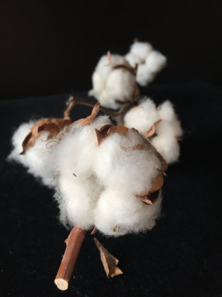 cotton