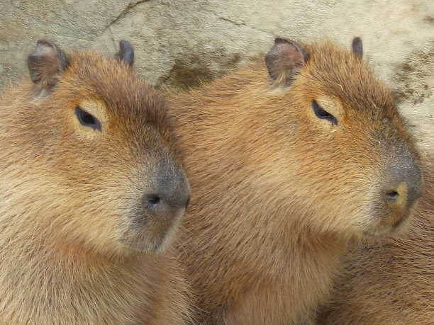 capybara