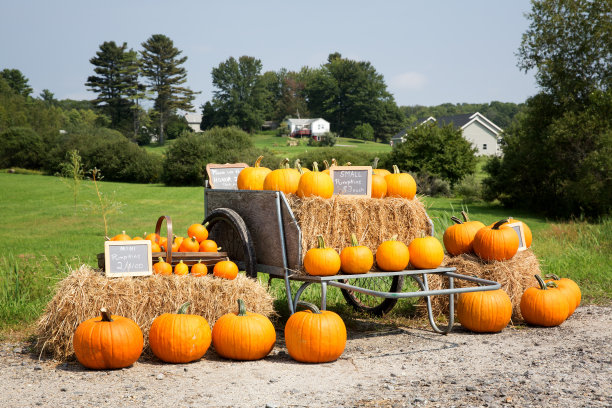 pumpkin