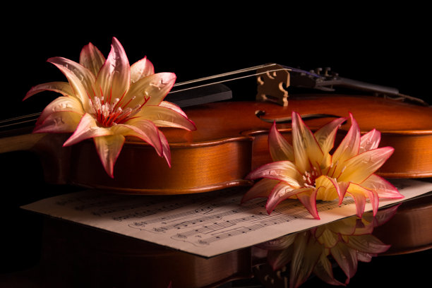 大提琴花卉