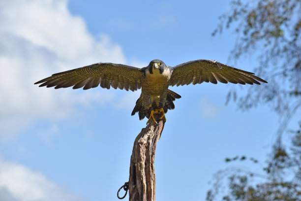 falcon
