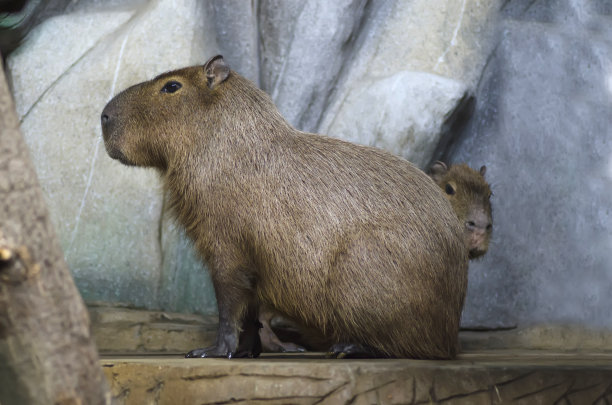 capybara
